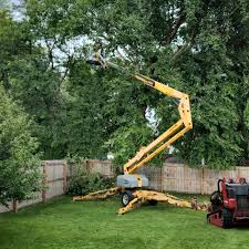 Best Palm Tree Trimming  in Mathews, VA