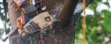 Best Commercial Tree Services  in Mathews, VA