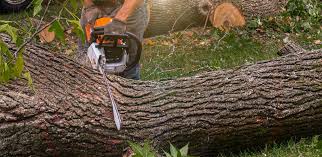 Best Firewood Processing and Delivery  in Mathews, VA