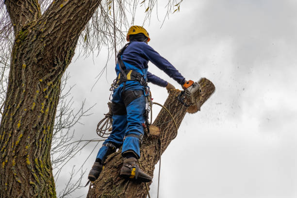 Best Firewood Processing and Delivery  in Mathews, VA
