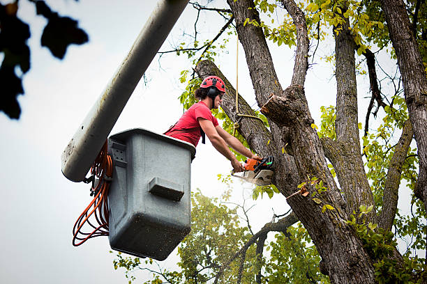 Best Storm Damage Tree Cleanup  in Mathews, VA