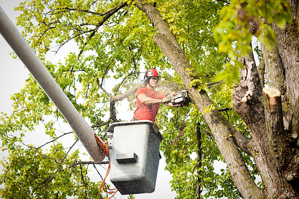 Best Tree Removal  in Mathews, VA
