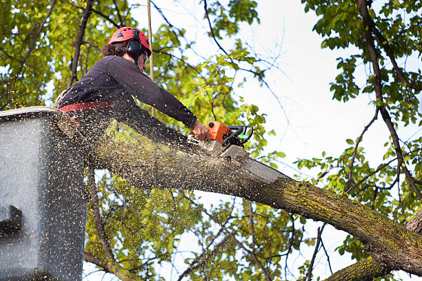 Best Root Management and Removal  in Mathews, VA